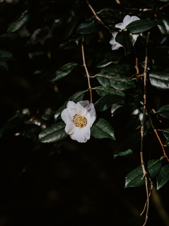 white flower with green leaves