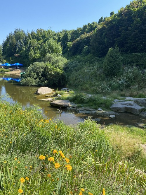 Image river, vegetation, plant, natural landscape, plant community