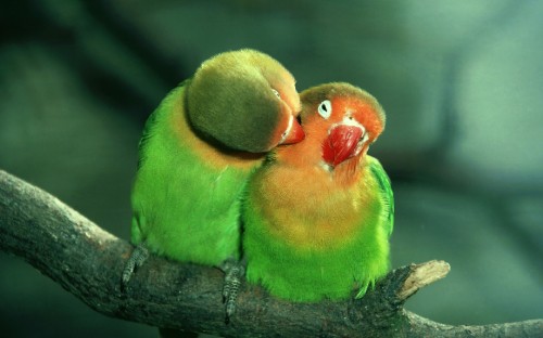 Image green yellow and red bird on brown tree branch