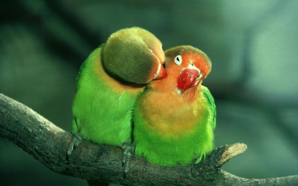 green yellow and red bird on brown tree branch