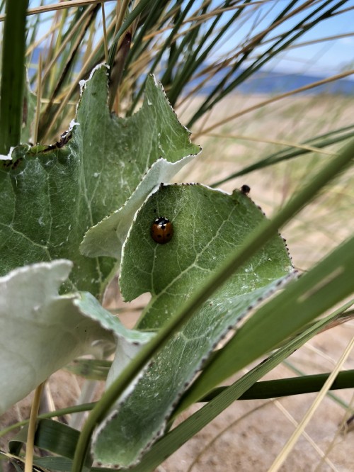 Image leaf, plant stem, biology, Adaptation, terrestrial plant