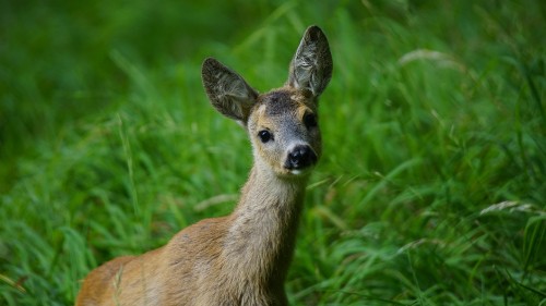 Image brown deer on green grass during daytime