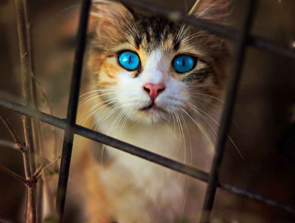 Brown White and Black Cat on Black Metal Cage. Wallpaper in 3000x2266 Resolution