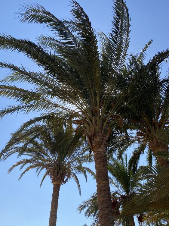 Date palm, Babassu, Plants, vegetation, daytime