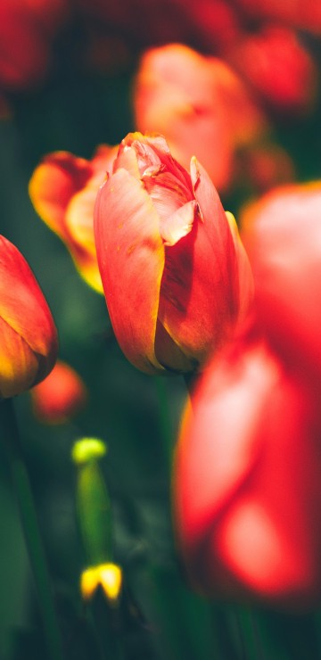 Image red tulips in bloom during daytime
