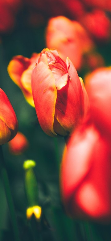 Image red tulips in bloom during daytime