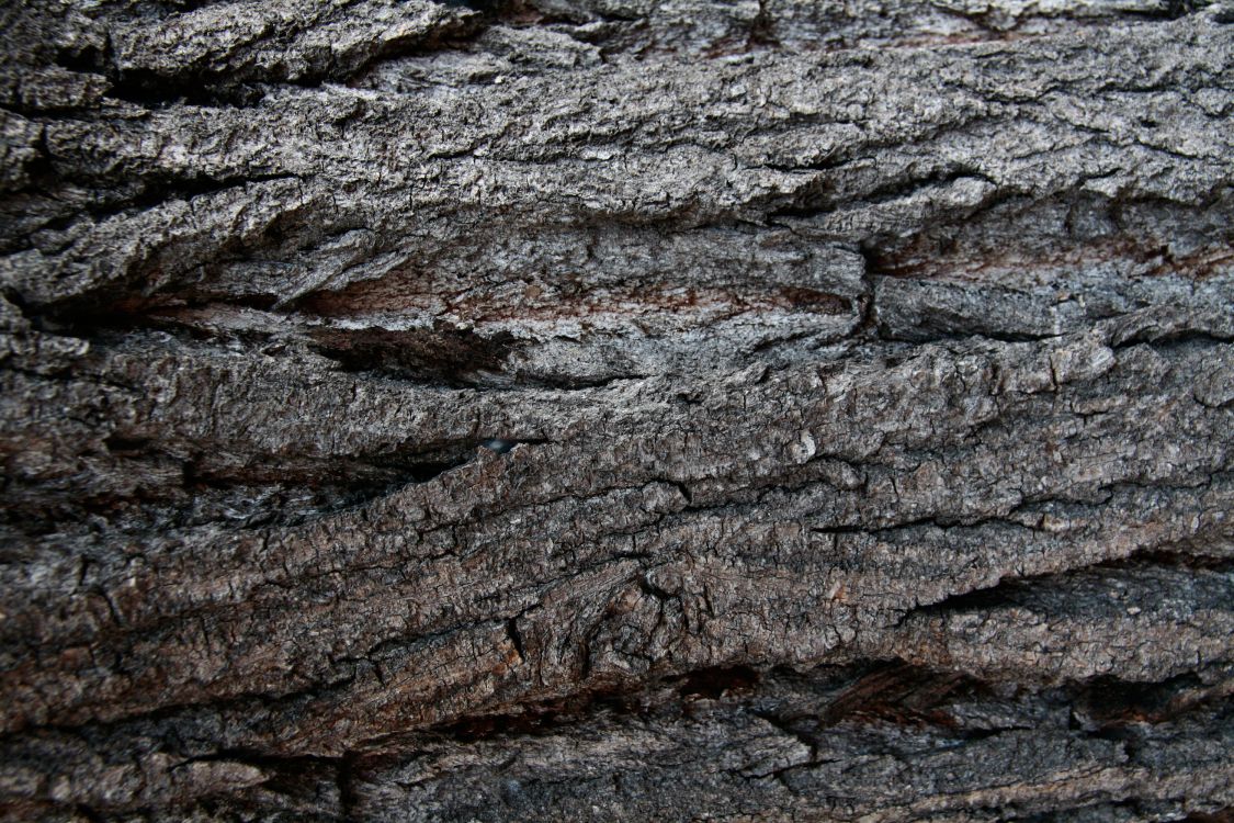 木, 树皮, 地质学, 的土壤, 火成岩 壁纸 3000x2000 允许