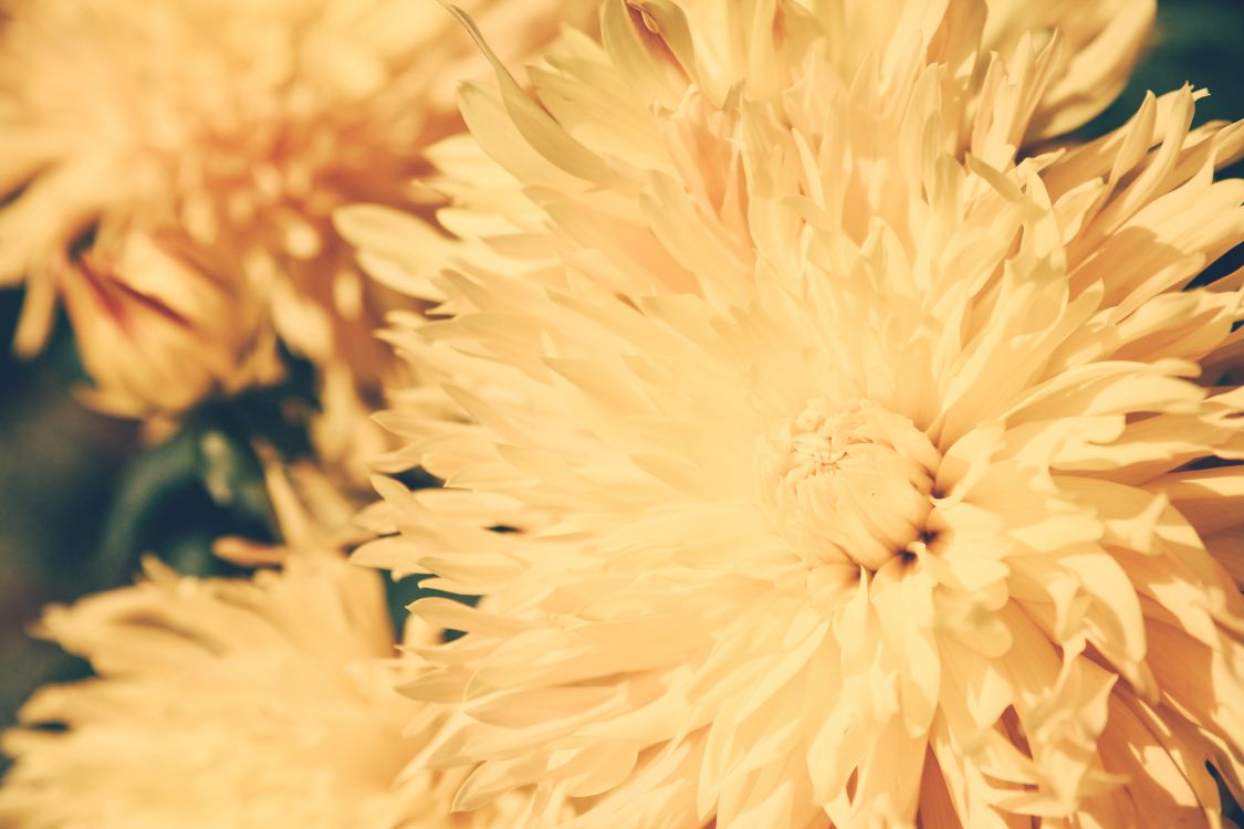 Yellow Flower in Macro Lens. Wallpaper in 5616x3744 Resolution