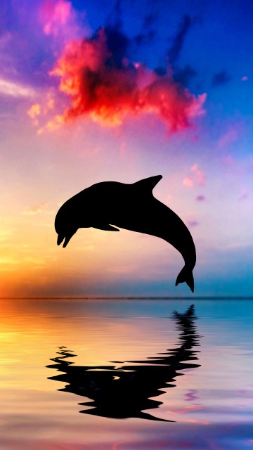Image silhouette of bird flying over the lake during sunset