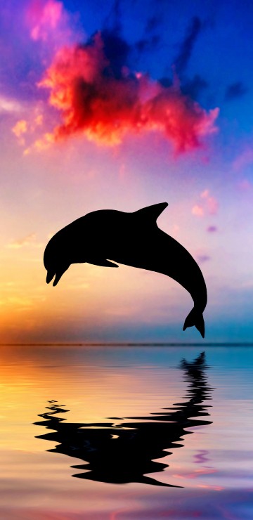 Image silhouette of bird flying over the lake during sunset