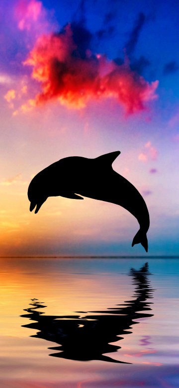 Image silhouette of bird flying over the lake during sunset