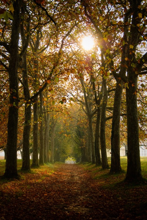 Image natural environment, summer, woodland, light, autumn