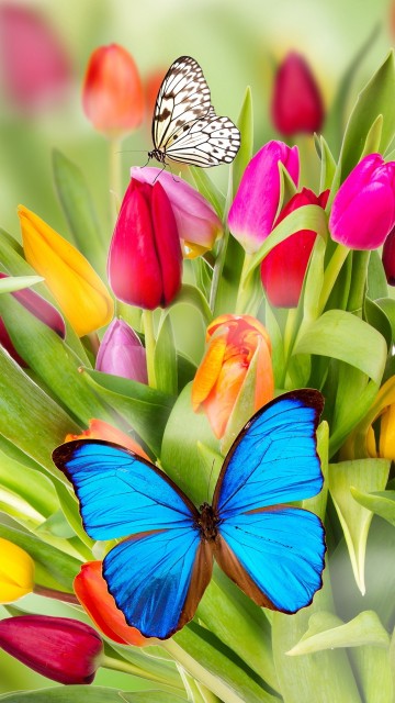 Image blue and red flower petals