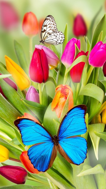 Image blue and red flower petals