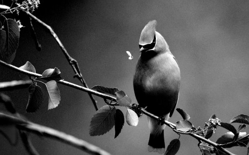 Image grayscale photo of bird on tree branch