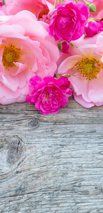 Image pink roses on brown wooden surface