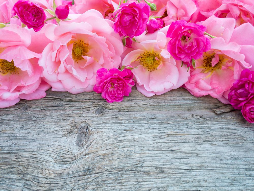 pink roses on brown wooden surface