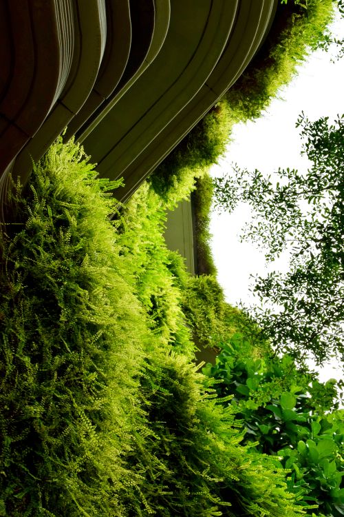 菌群, 绿色的, 植被, 性质, 草 壁纸 4000x6000 允许