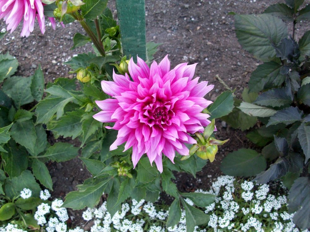 Rosa Blume Mit Grünen Blättern. Wallpaper in 2048x1536 Resolution