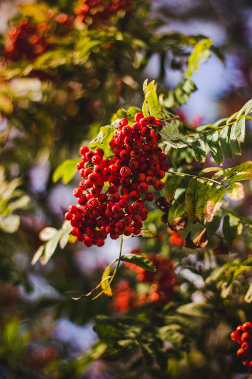 Rojo, Rowan, la Floración de la Planta, la Botánica, Sorbus. Wallpaper in 3456x5184 Resolution