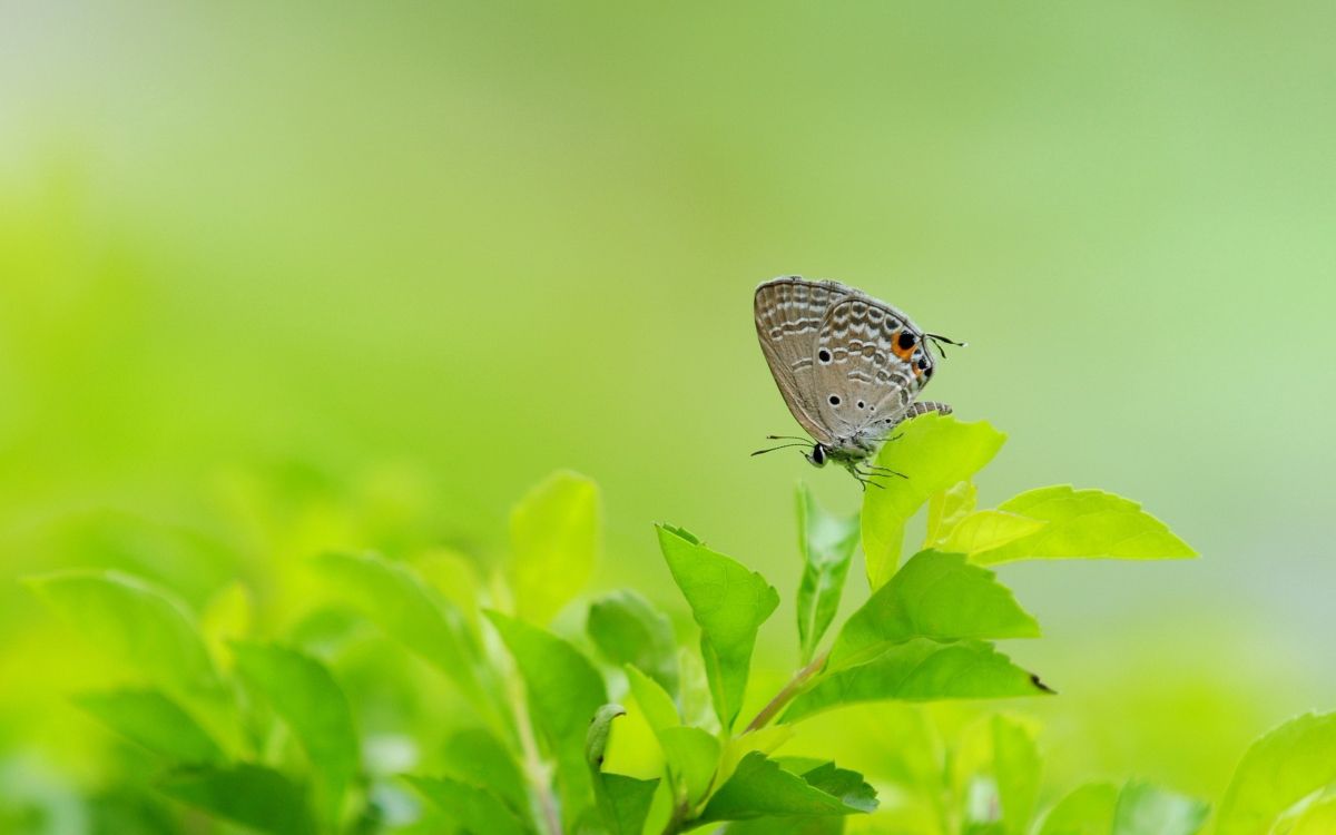 Mariposa Blanca y Negra Posada Sobre el Tallo de la Planta Verde. Wallpaper in 2560x1600 Resolution