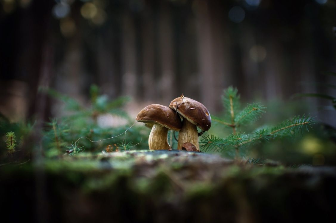 Champignon Brun Sur L'herbe Verte Pendant la Journée. Wallpaper in 2048x1362 Resolution