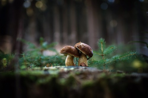 64 Mushroom Hd Wallpaper Images Stock Photos  Vectors  Shutterstock