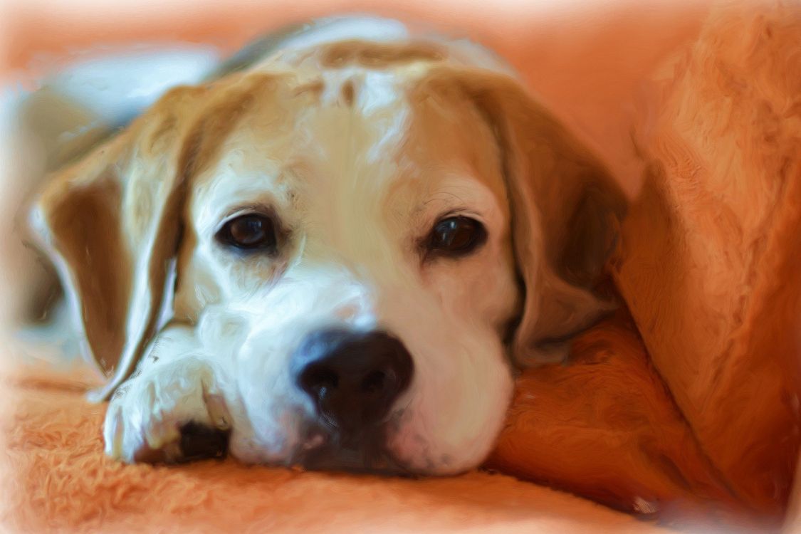 Braun-weißer, Kurzhaariger Hund. Wallpaper in 1920x1279 Resolution