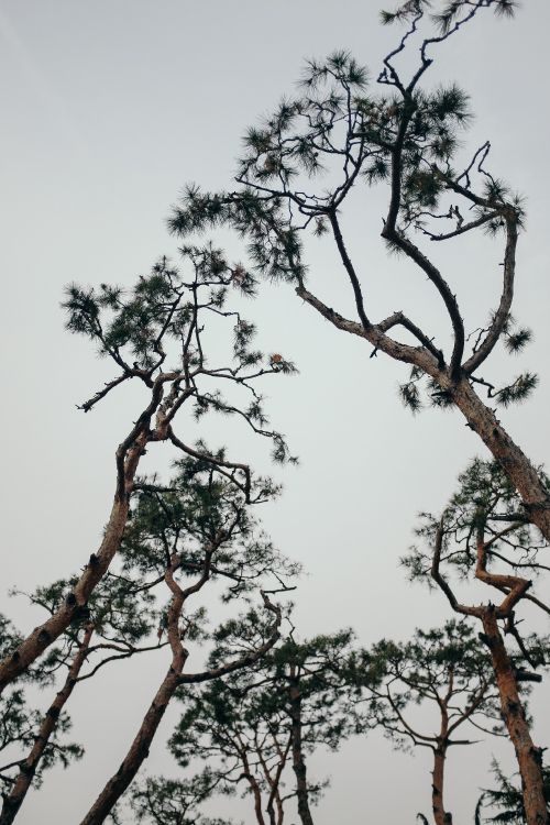 下载 2867x4300 壁纸 弹簧, 天空, 植物干, 枪筒, 木本植物 弹簧, 天空, 植物干, 枪筒, 木本植物 壁纸 2867x4300 允许
