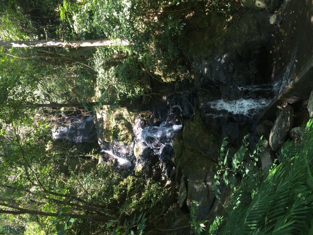 la Reserva Natural De, Agua, Bioma, Los Bosques de Viejo Crecimiento, Curso de Agua. Wallpaper in 3264x2448 Resolution