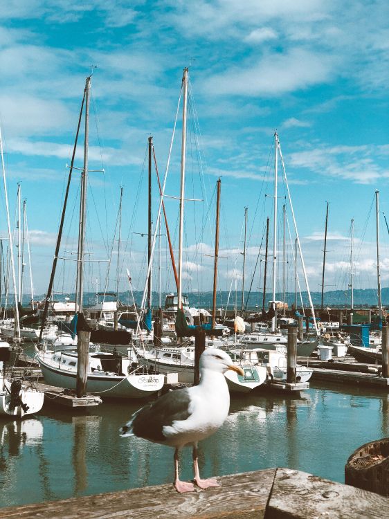 marina, sailboat, birds, boat, body of water