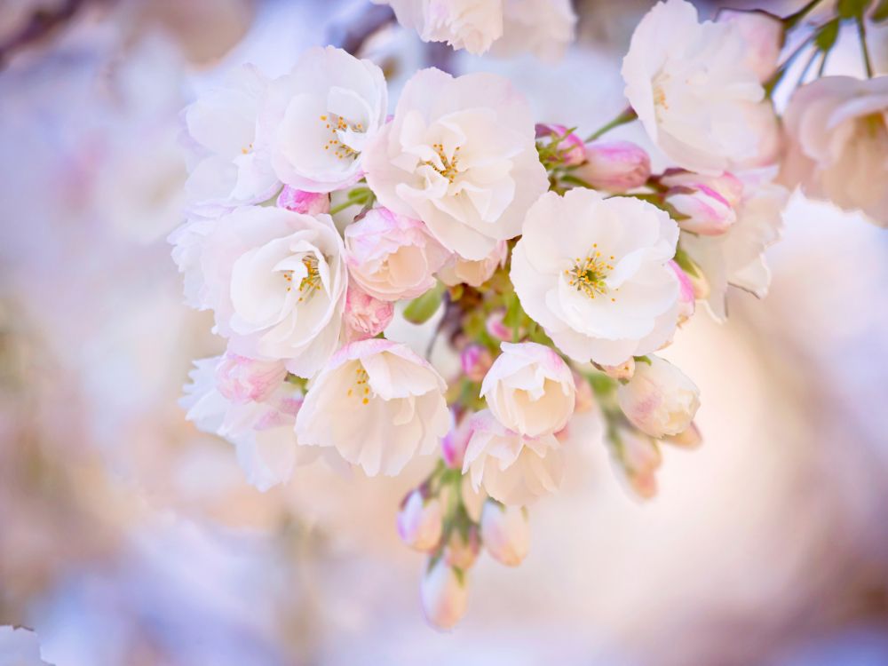 Flor de Cerezo Blanca y Rosa en Fotografía de Cerca. Wallpaper in 2048x1536 Resolution
