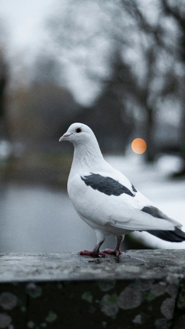 Image white and black bird on gray surface