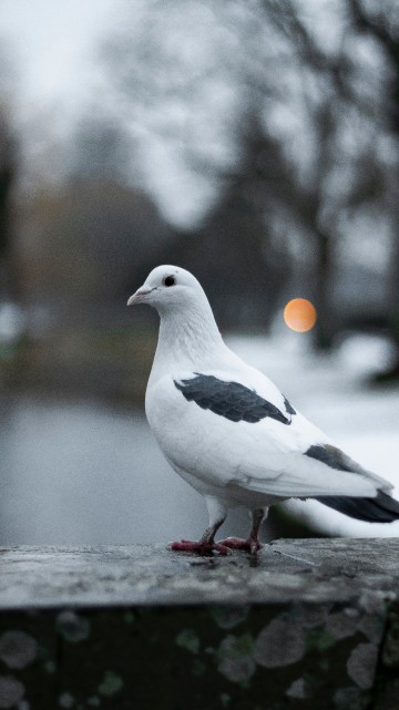 Image white and black bird on gray surface