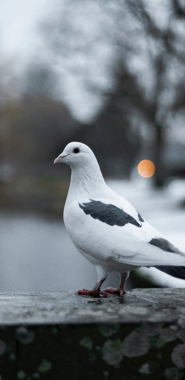 Image white and black bird on gray surface