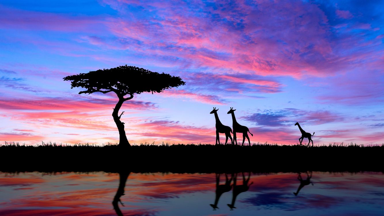 silhouette of 2 person standing on grass field during sunset