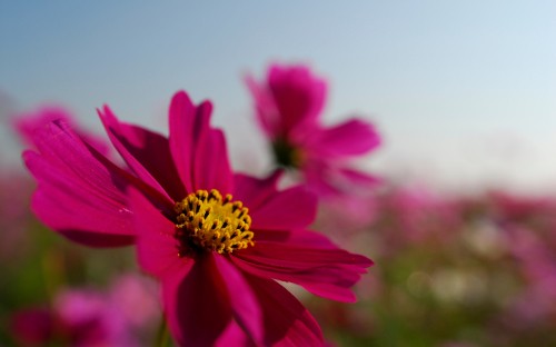 Image pink flower in tilt shift lens