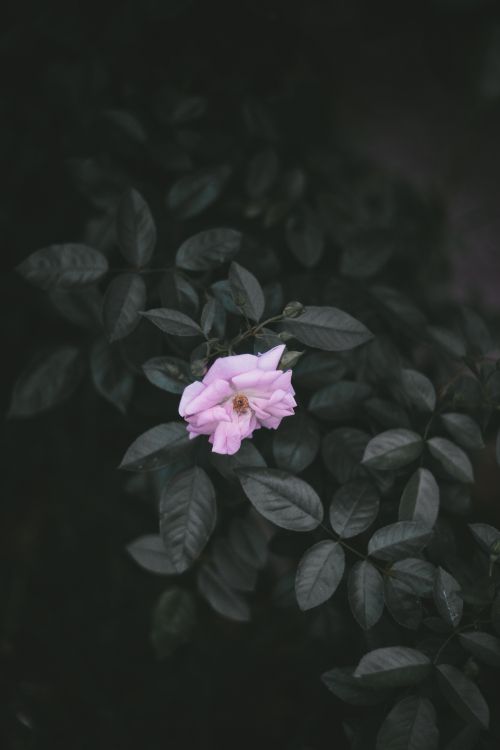 Wallpaper Pink Flower in Black Background, Background - Download Free Image