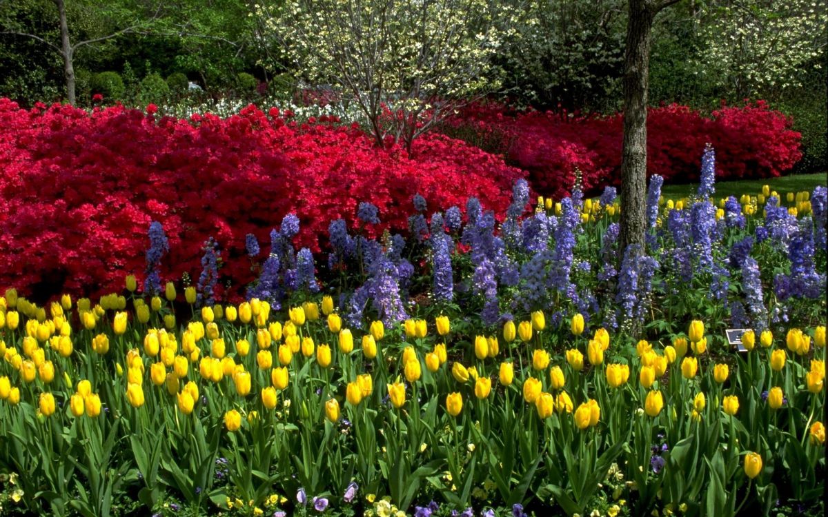 Champ de Fleurs Rouges Jaunes et Roses. Wallpaper in 1920x1200 Resolution