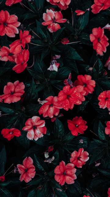 Image red flowers with green leaves