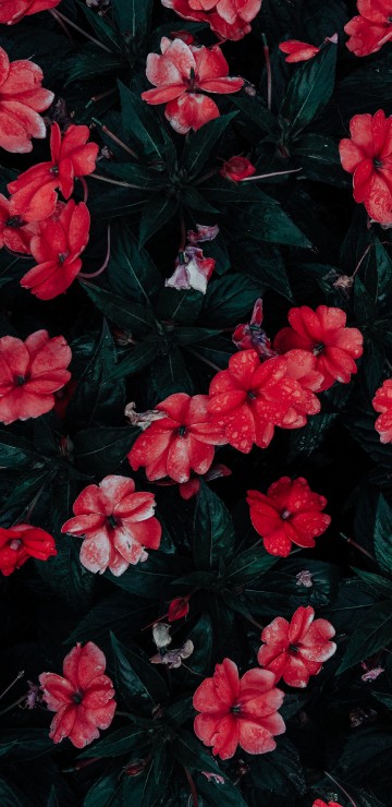 Image red flowers with green leaves