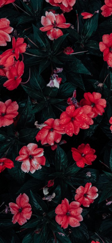 Image red flowers with green leaves